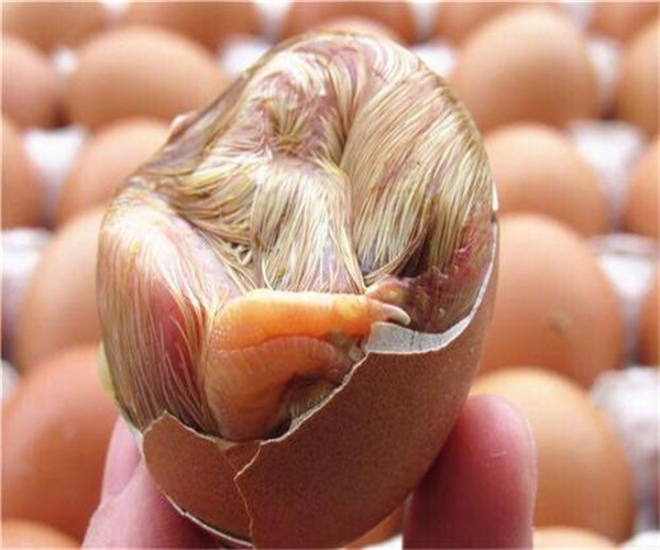 毛鸡蛋检测哪些内容 毛鸡蛋检测去哪里做